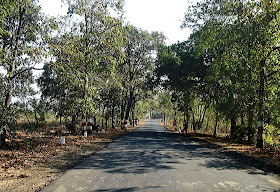 country road amidst trees