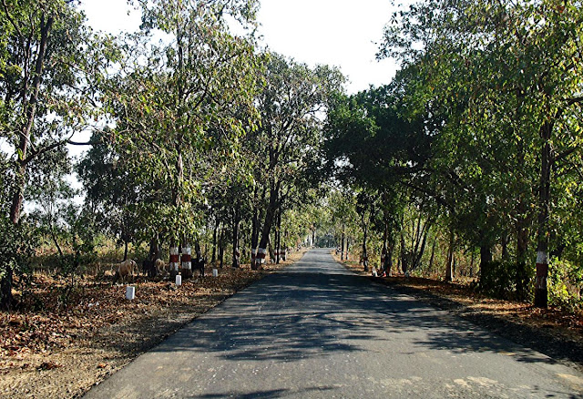 country road amidst trees