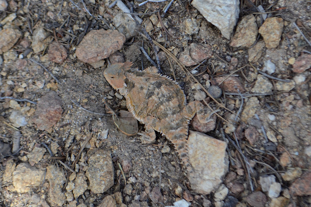 horny toad lizard