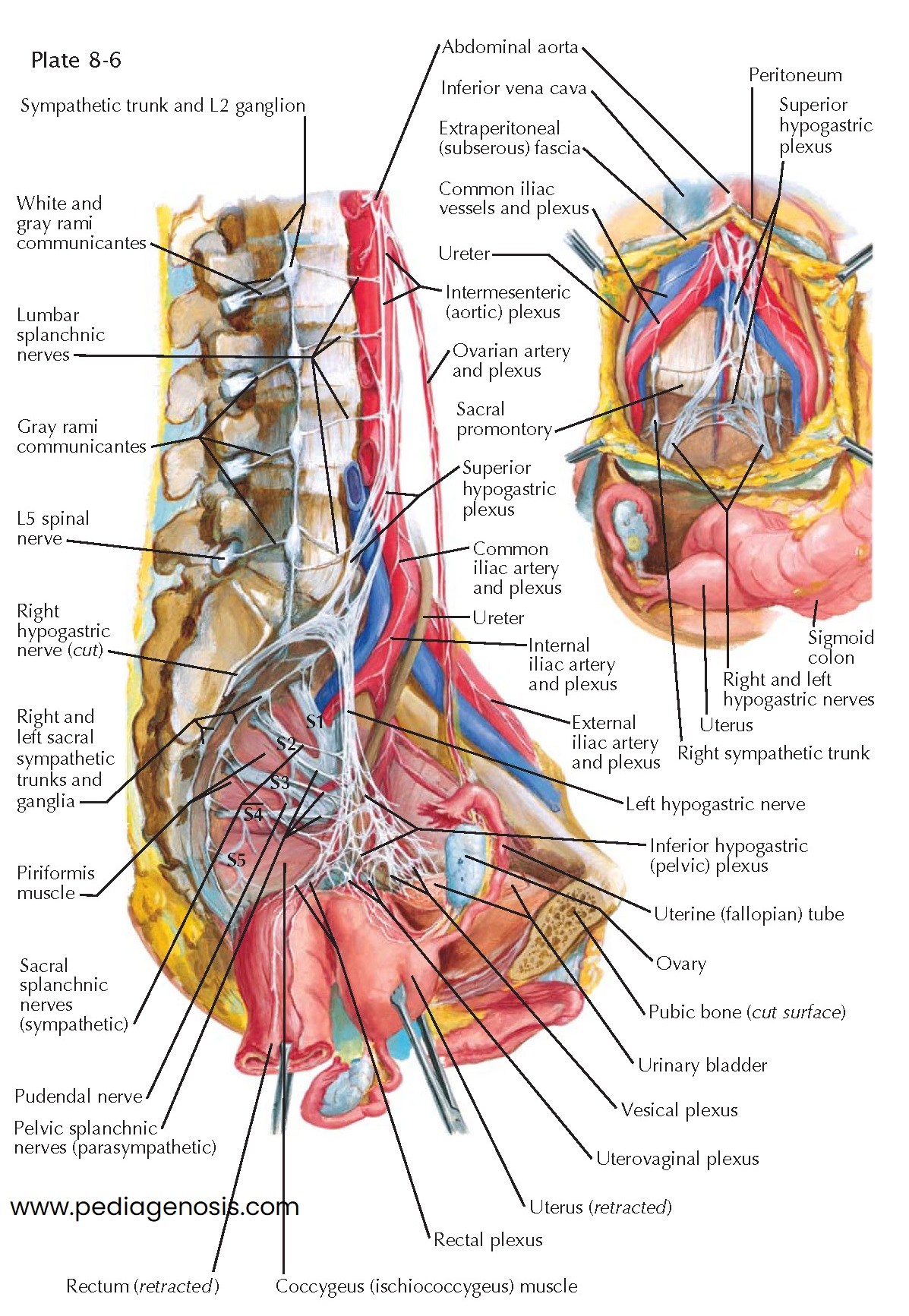 INNERVATION OF INTERNAL GENITALIA