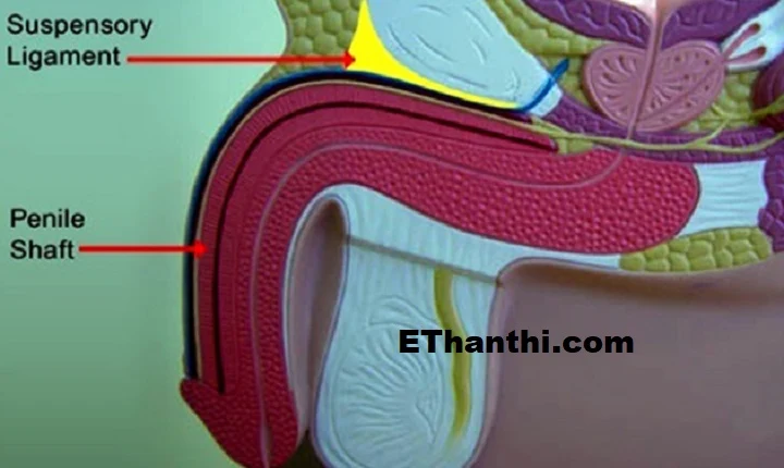 ஆணுறுப்பை பெரிதாக்க வருகிறது நவீன கருவி !