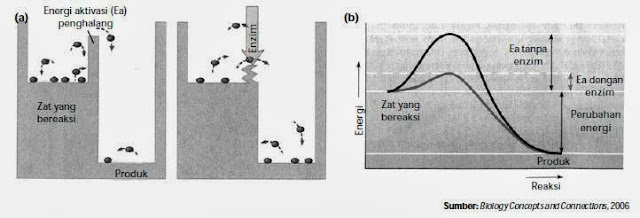 Penjelasan Tentang Enzim  Biologi Indonesia