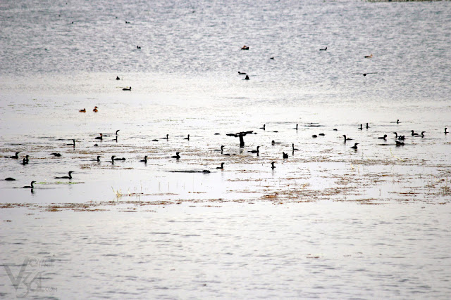 A gulp of Cormorants