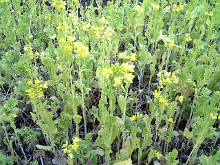 nanohana blooming in winter