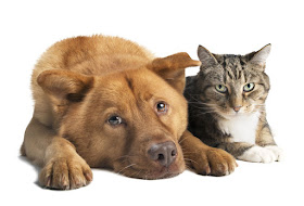 Dog and cat lying side by side