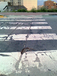 Dead rat on Crosswalk