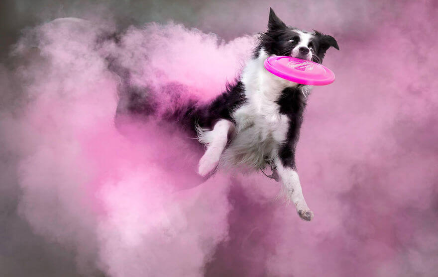 Photographer Tossed Powder On Running Dogs And Created Masterpieces