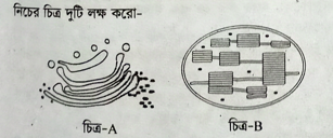 মাইটোকন্ড্রিয়াকে কেন পাওয়ার হাউস বলা হয়