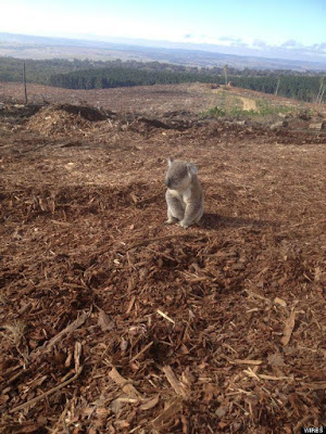 the flattening and burning of native forests and wildlife is not ecologically sustainable,”