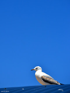 roof gull