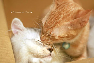 Cute Cats Kissing photo