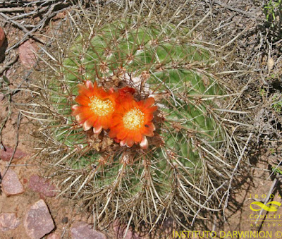 Dala (Parodia maassii)