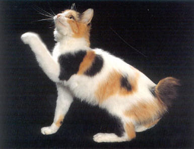 Japanese_Bobtail-Cat