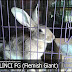 Kelinci Fg (Flemish Giant) Mengenal Dan Mengetahui Perbedaannya