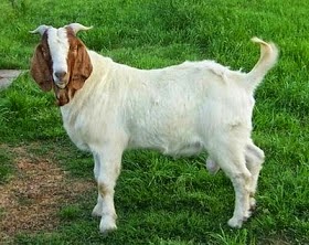 Harga kambing dan sapi kurban 2017  Info Lengkap