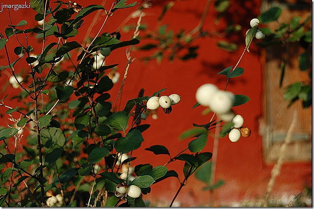 DSC_0033 (2)