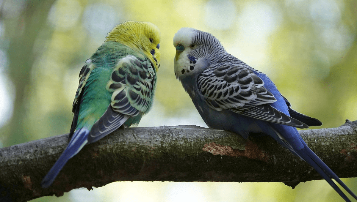 How to take care of budgies