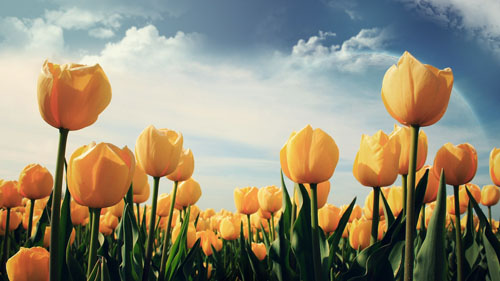 Wallpaper Bunga Tulip Kuning