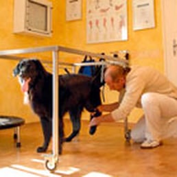 tratamento cães com lesão