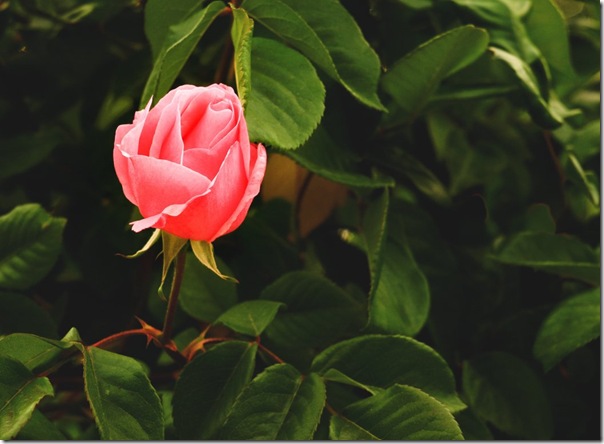 Rosa del Jardín del Principe.