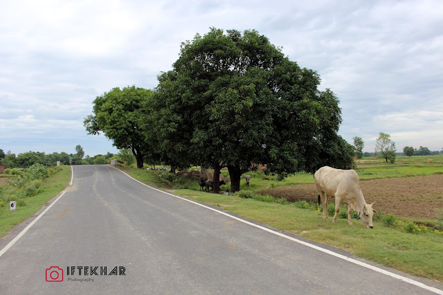 Kumma Sutihara Road , Parihar Sitamarhi Bihar