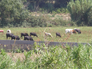 Vacas Toro bravo Ganadería Jalón, Grisén