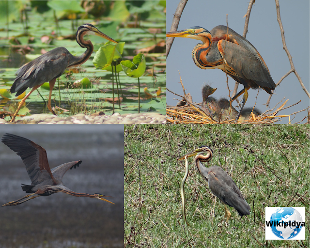 How Many Species Of Storks? The part three, The African Woolly-necked Stork, The Boat-billed Heron, The Squacco Heron, The Straw-necked Ibis, The glossy ibis, The Australian white ibis, The Purple Heron, The Yellow-crowned Night Heron, The Striated Heron, and The Little Egret