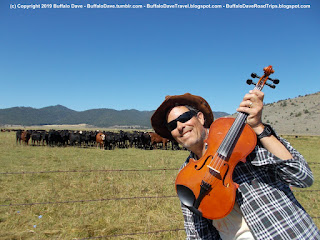 Buffalo Dave with cattle