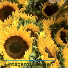  Bunga  Mahatari Dikotil  atau  Monokotil  Pot Bunga  Matahari 