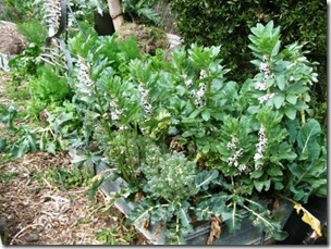 Broad beans