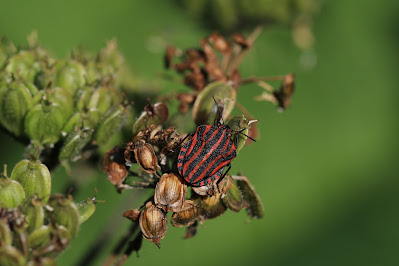 - Pyjamaschildwants - Graphosoma italicum