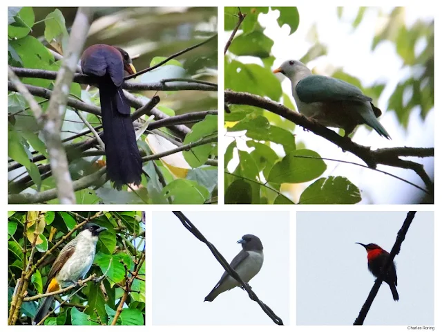 some birds in Sonder forest