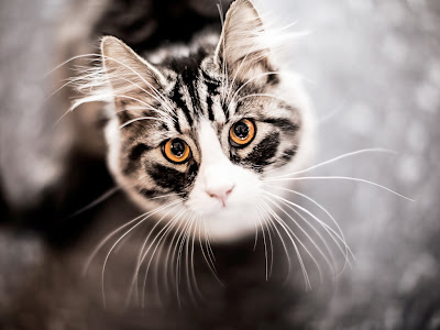 cat normal resolution hd wallpapers 24