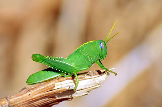 langosta-mediterranea-anacridium-aegyptium-ninfa