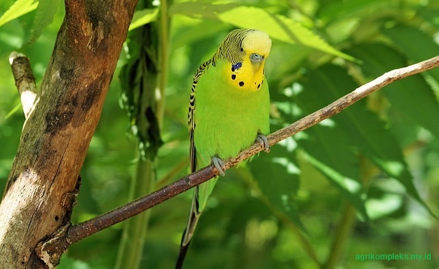 Cara Ternak Burung Parkit dan Tips Agar Menjadi Jinak