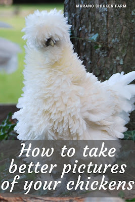 Fluffy white chicken, a perfect picture. Tutorial.