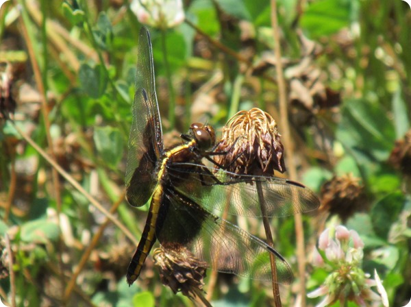 IMG_7513 Widow Skimmer (Libellula luctuosa) Dragonfly