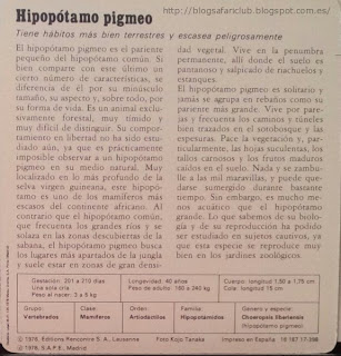 Blog Safari club, características del Hipopótamo pigmeo