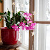 Come far Fiorire il Cactus di Natale tutto l'anno