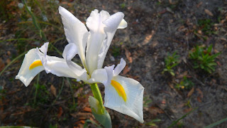 Dutch Iris