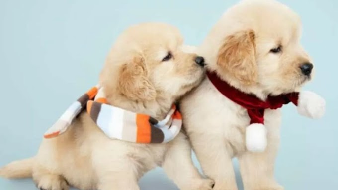 National Golden Retriever Day 2024: Date, History, Significance, Facts & all you need to know