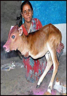 true love,nishwarth pyar,calf,mother