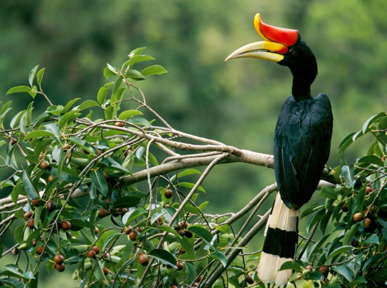 Flora dan Fauna langka di Taman Nasional Kayan Mentarang 