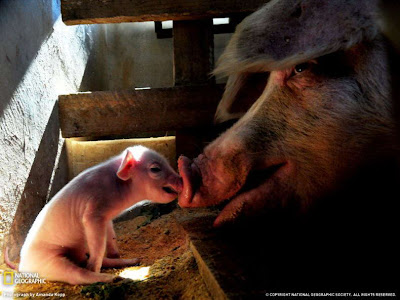 2009 Best National Geographic Pictures