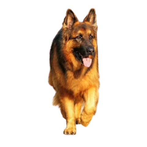 ultimate-military-and-police-dog-breed