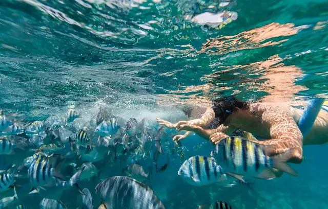 snorkeling in bermuda
