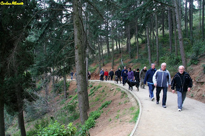 Caminant entre pins al Parc del Guinardó. Autor: Carlos Albacete