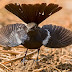 Belly Dancer - Indian Robin