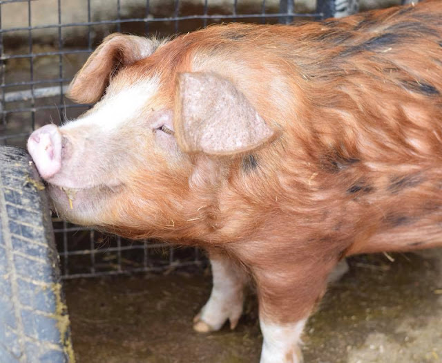 Rosie the Oxford Sandy and Black pig at Heaton Park animal centre