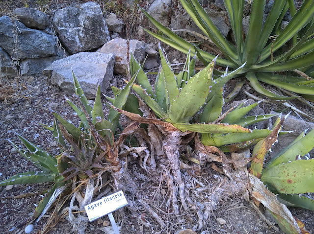 Agave titanota